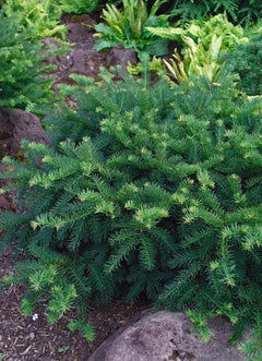 Dichte Taxus baccata 'Repandens' Bodendecker als Gehölz, grüne Nadelsträucher, von Stauden Gänge.