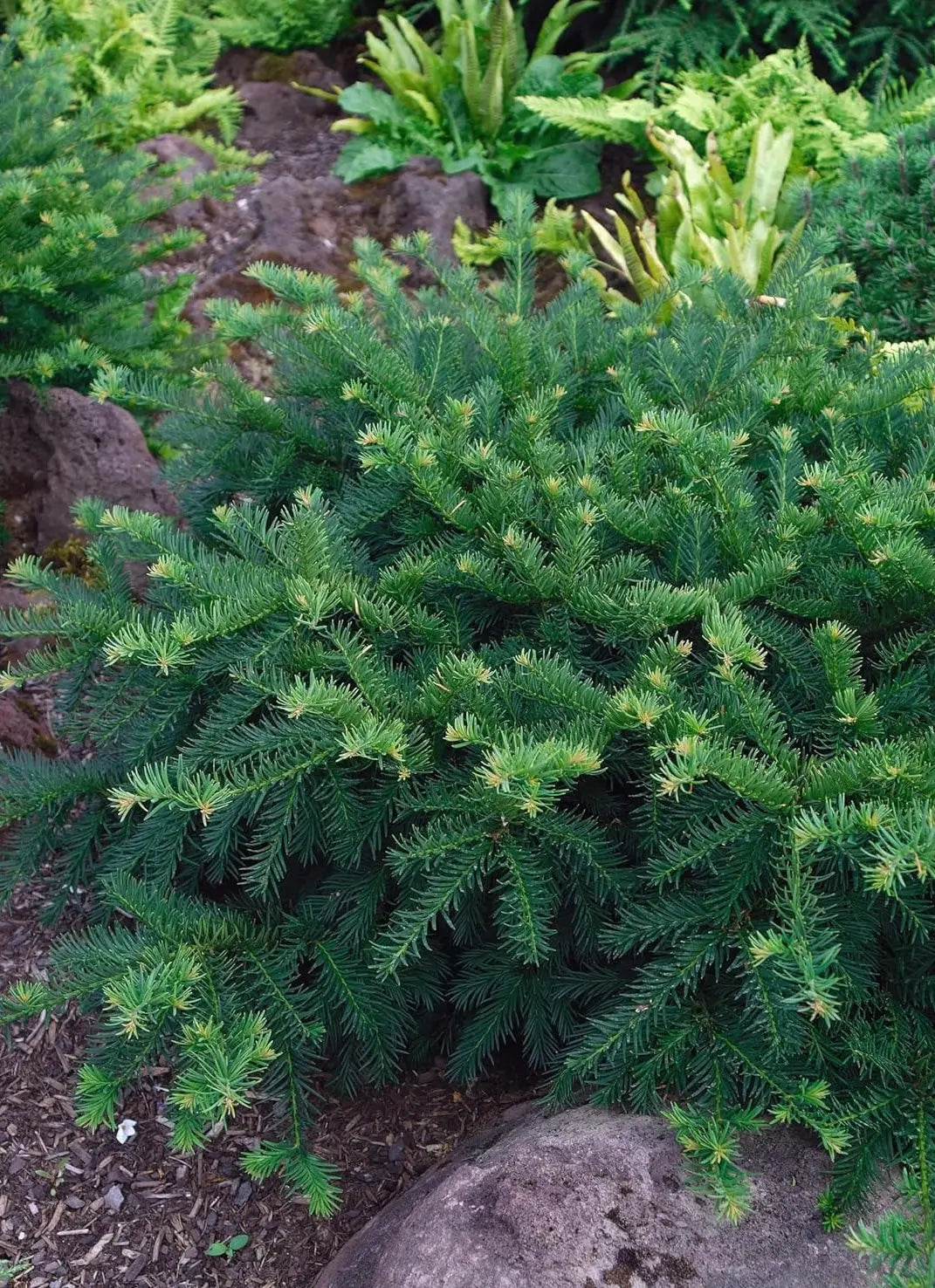 Taxus baccata 'Repandens' / Bodendeckereibe