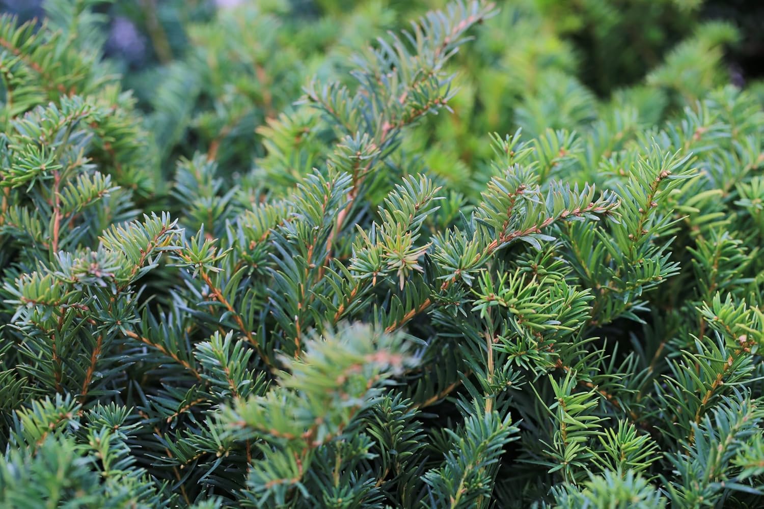 Taxus baccata 'Repandens' / Bodendeckereibe