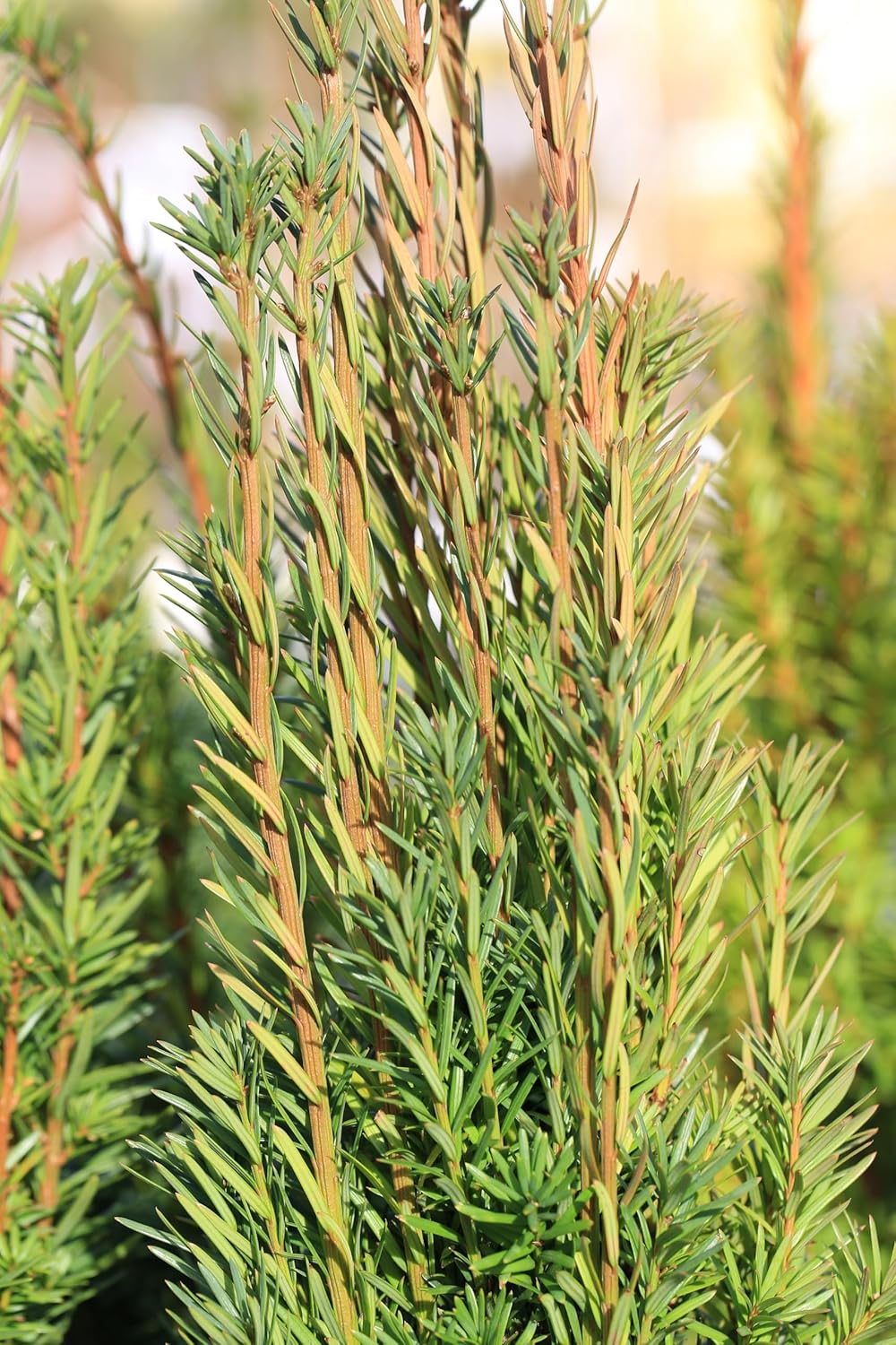 Taxus media 'Hicksii' / Becher-Eibe