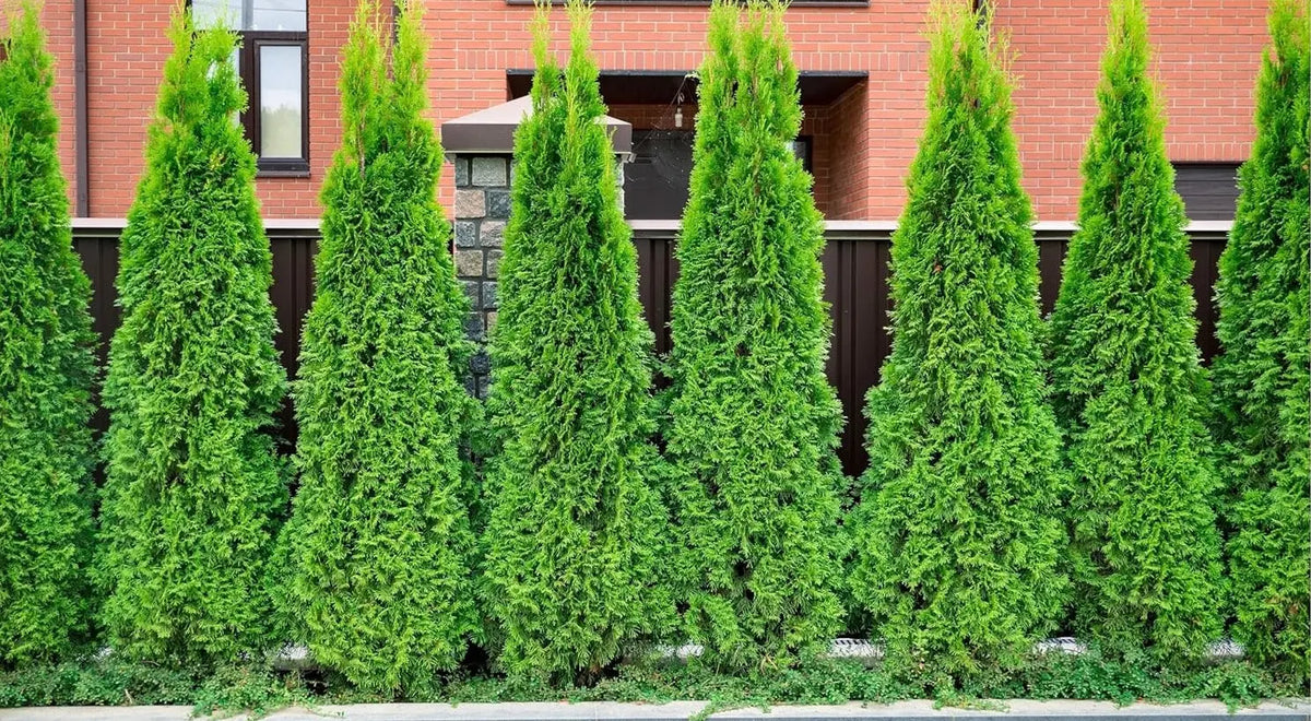 lorbeer topfpflanze Echter Lorbeer auf Stamm kaufen | Laurus nobilis