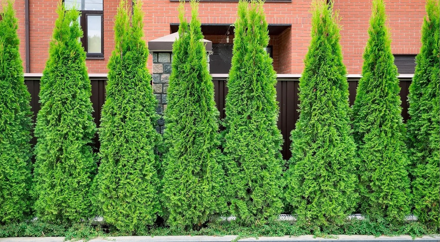 Thuja occidentalis 'Brabant' / Lebensbaum