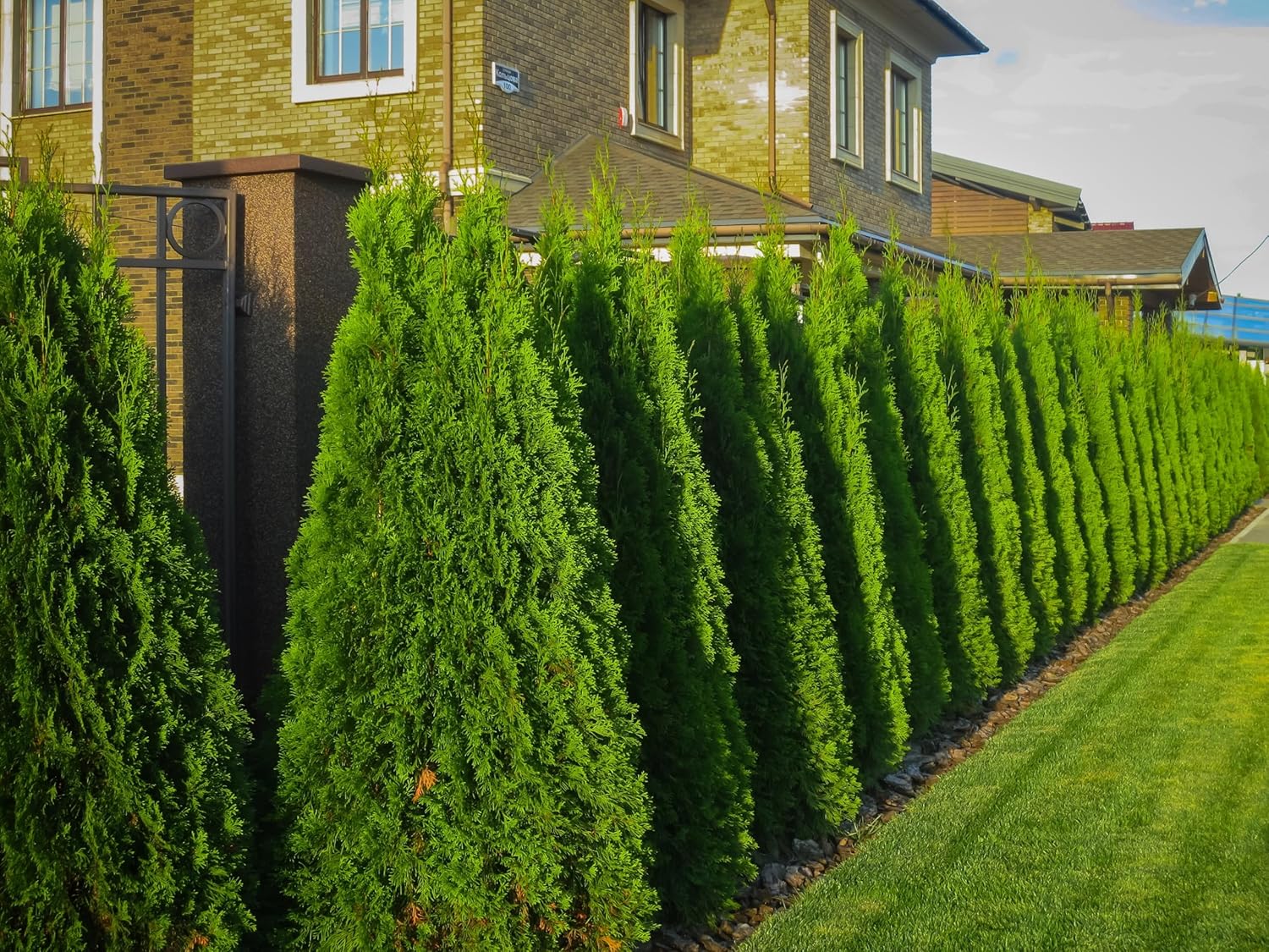 Thuja occidentalis 'Brabant' / Lebensbaum