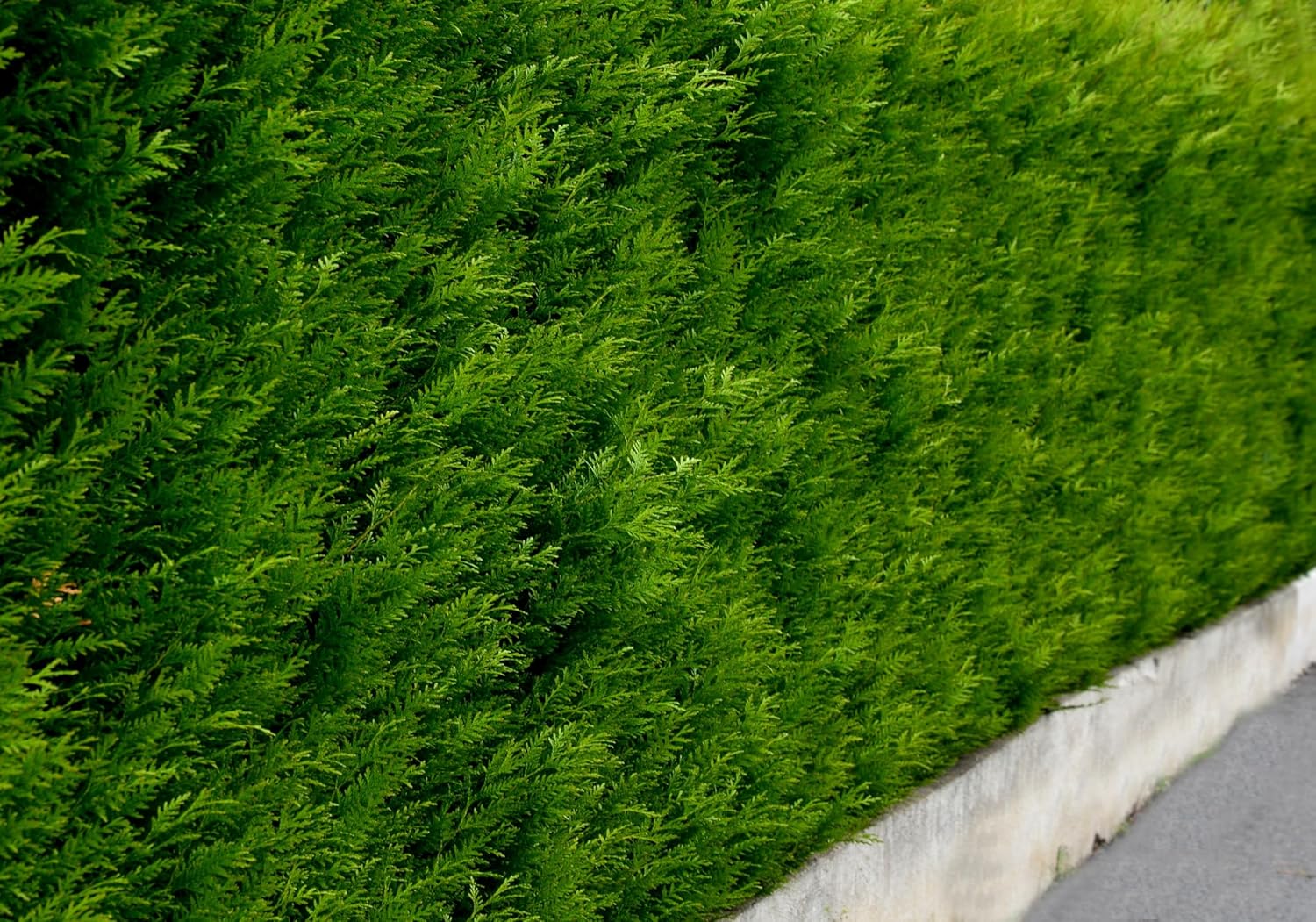 Thuja occidentalis 'Brabant' / Lebensbaum