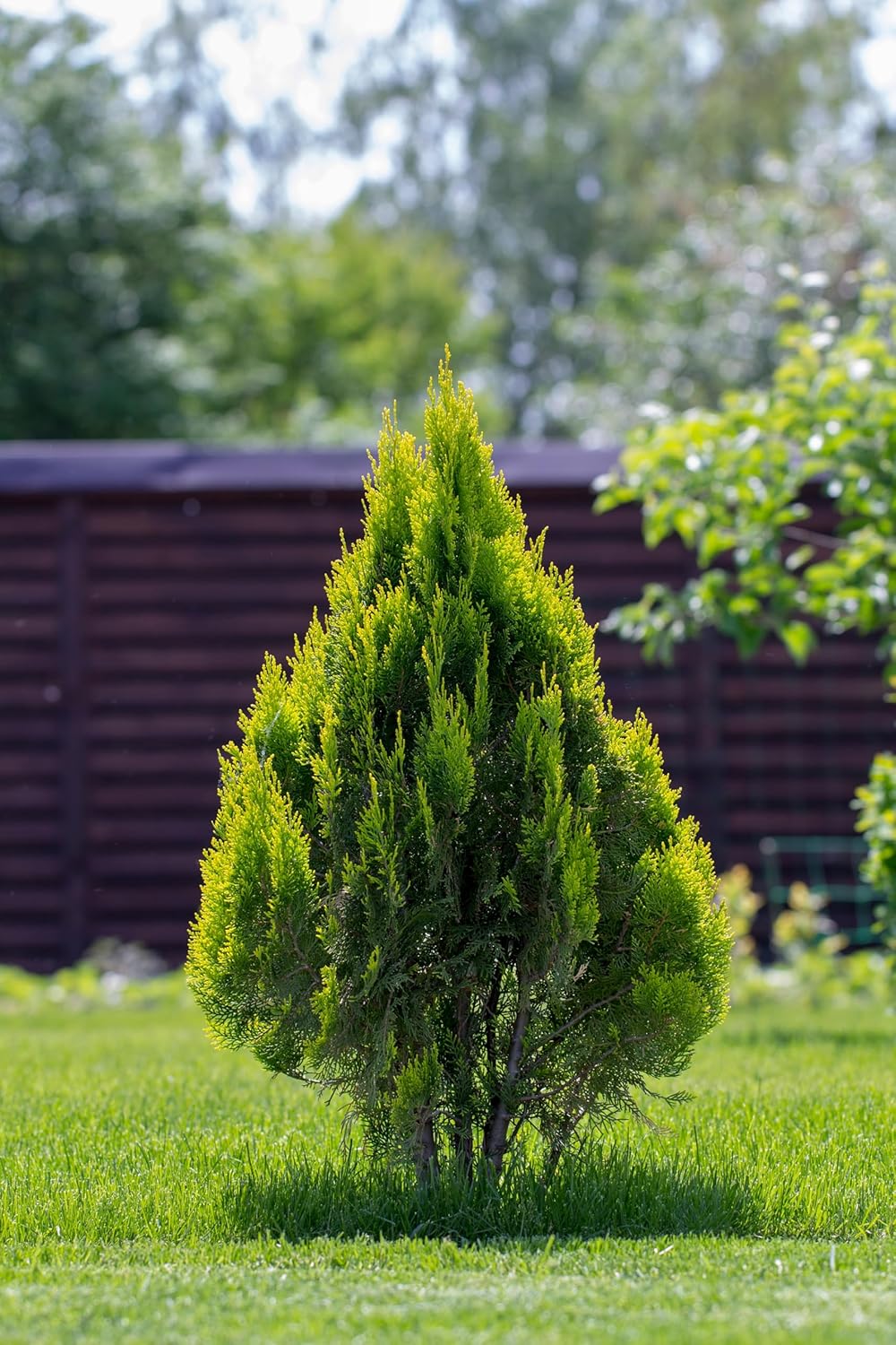 Thuja occidentalis 'Brabant' / Lebensbaum
