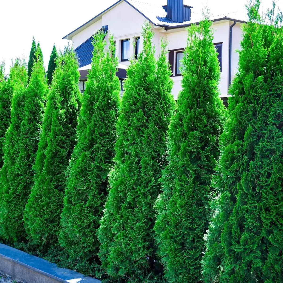 Thuja occidentalis 'Smaragd' / Lebensbaum