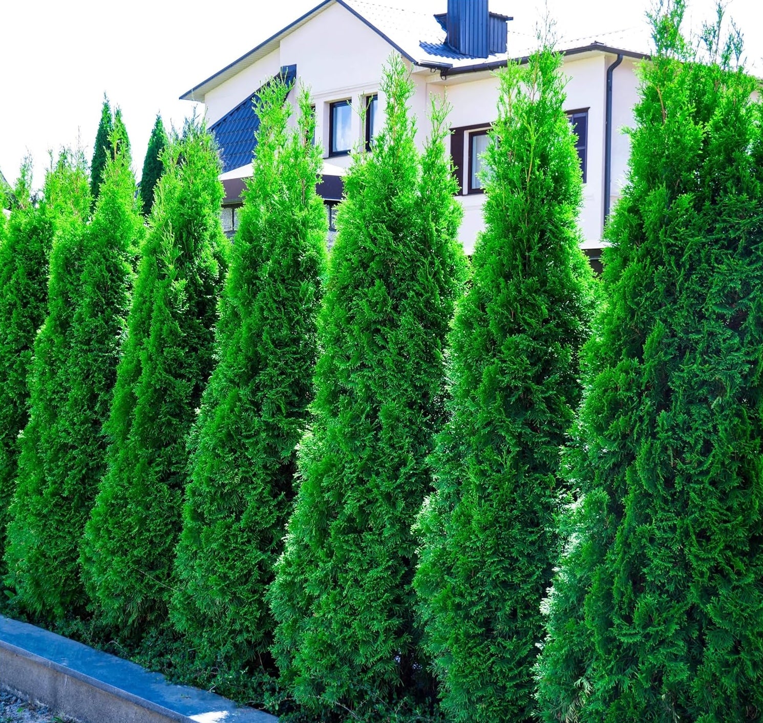 Thuja occidentalis 'Smaragd' / Lebensbaum