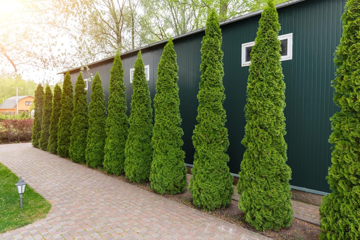 Thuja occidentalis 'Smaragd' / Lebensbaum