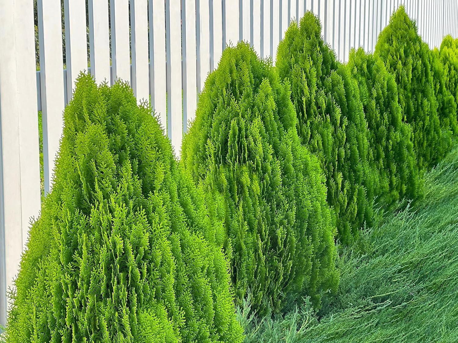 Thuja occidentalis 'Smaragd' / Lebensbaum