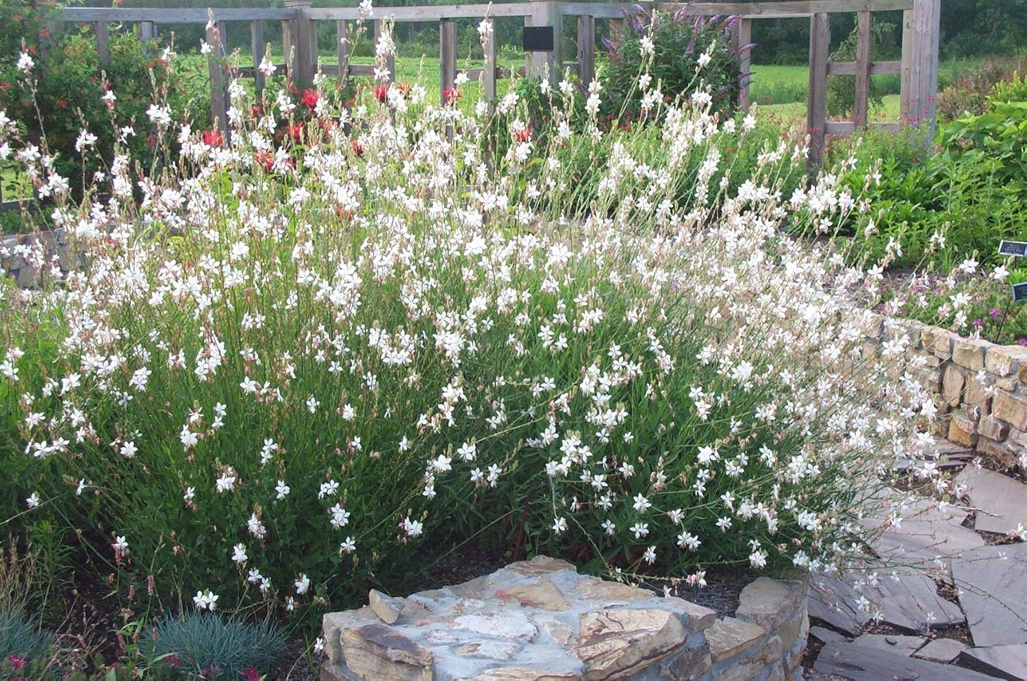 2 x Gaura lindheimeri Kollektion / Rosa und Weiße Prachtkerze