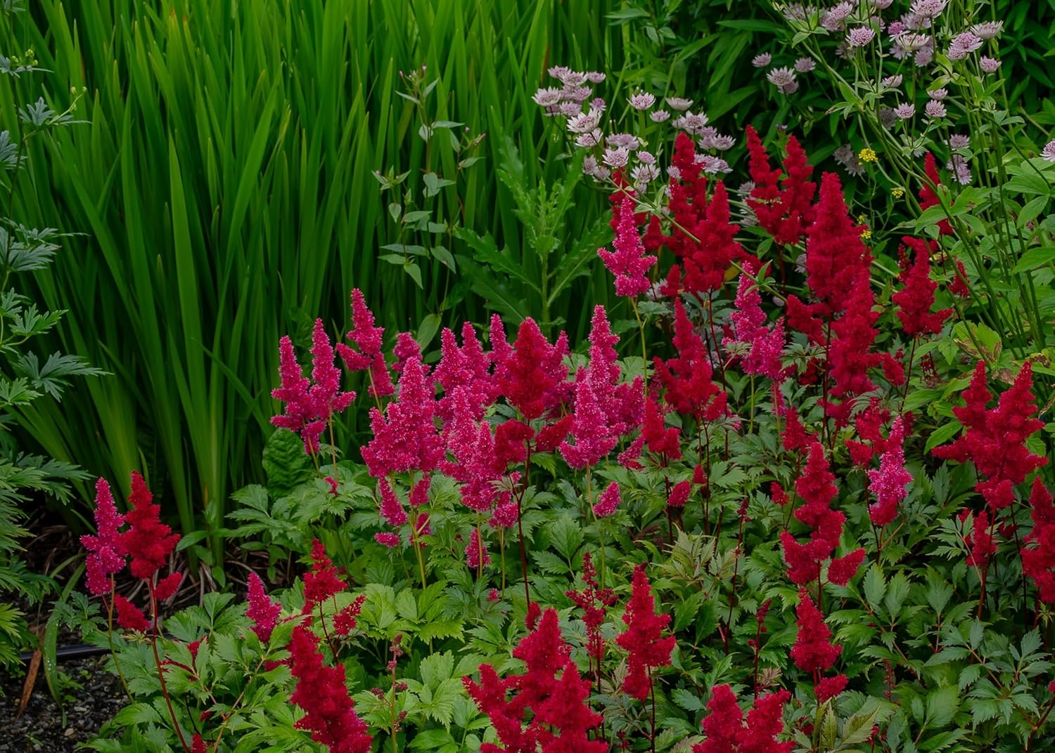 3 x Astilbe arendsii Kollektion / Prachtspiere - Stauden Gaenge