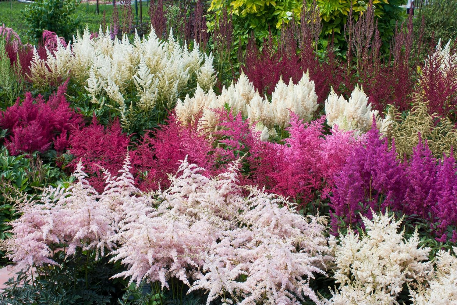 3 x Astilbe arendsii Kollektion / Prachtspiere - Stauden Gaenge