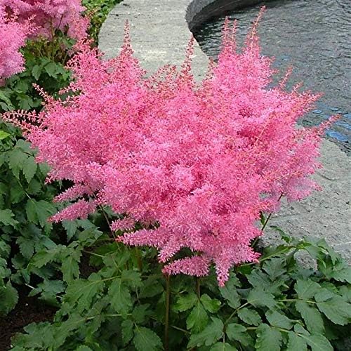3 x Astilbe arendsii Kollektion / Prachtspiere - Stauden Gaenge