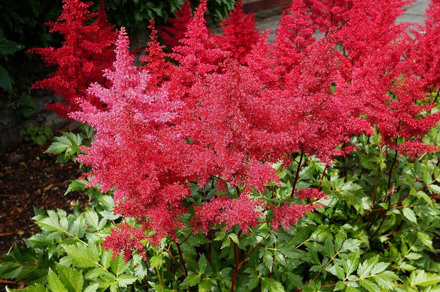 3 x Astilbe arendsii Kollektion / Prachtspiere - Stauden Gaenge