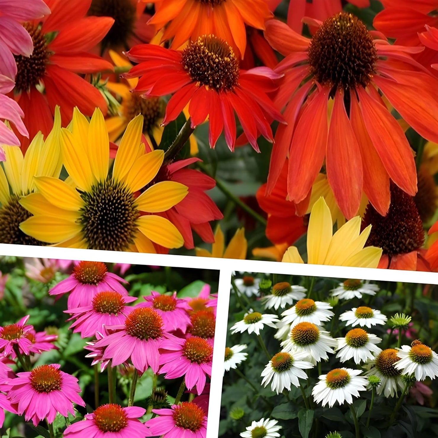 3 x Echinacea purpurea Kollektion / Scheinsonnenhut - Stauden Gaenge