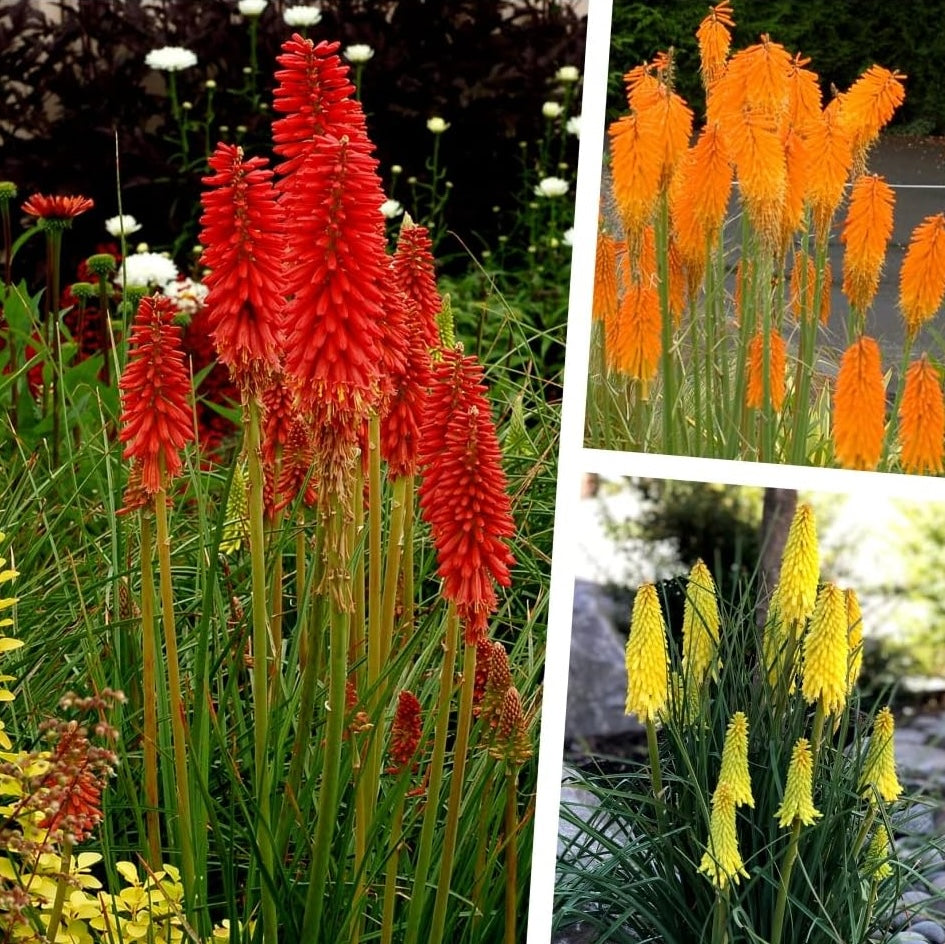 3 x Kniphofia Kollektion / Fackellilie Tritome