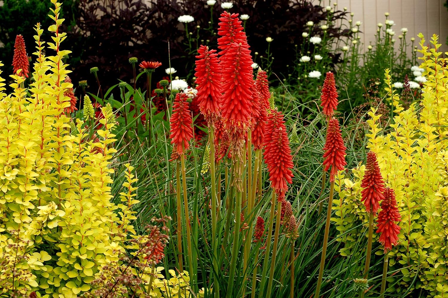 3 x Kniphofia Kollektion / Fackellilie Tritome