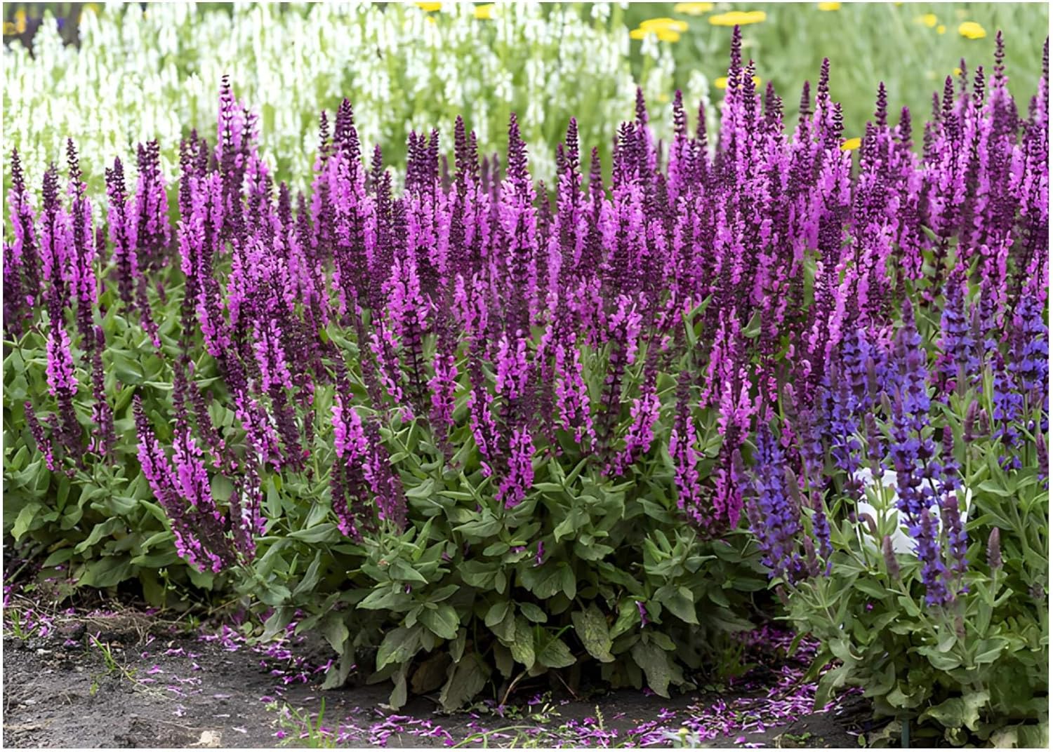 3 x Salvia Kollektion / Steppensalbei im Mix