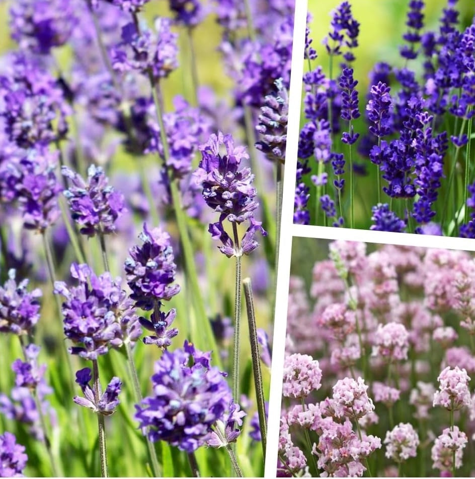 30 x Lavandula angustifolia Mix in 3 Sorten / Echter Lavendel