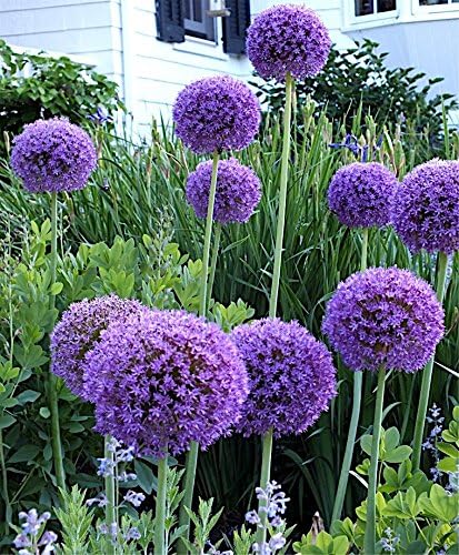 4 x Allium KOLLEKTION / Zierlauch - Stauden Gaenge