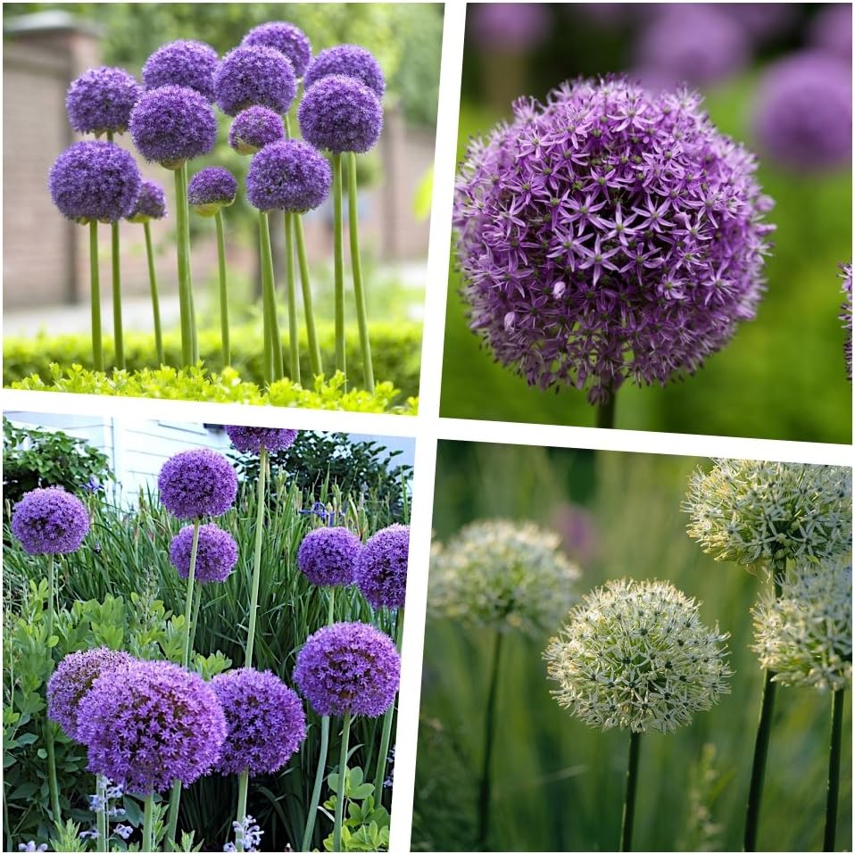 4 x Allium KOLLEKTION / Zierlauch - Stauden Gaenge