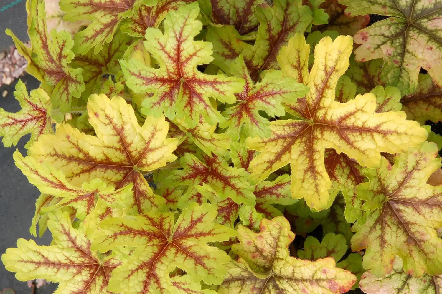 Vier Heuchera Stauden aus der Stauden Gänge Kollektion in verschiedenen Purpurfarben, üppiges Blattwerk und zarte Blüten.