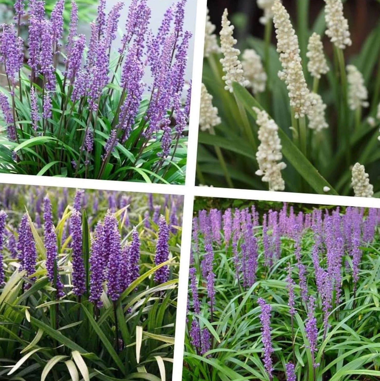 4 x Liriope muscari Kollektion / Lilientraube