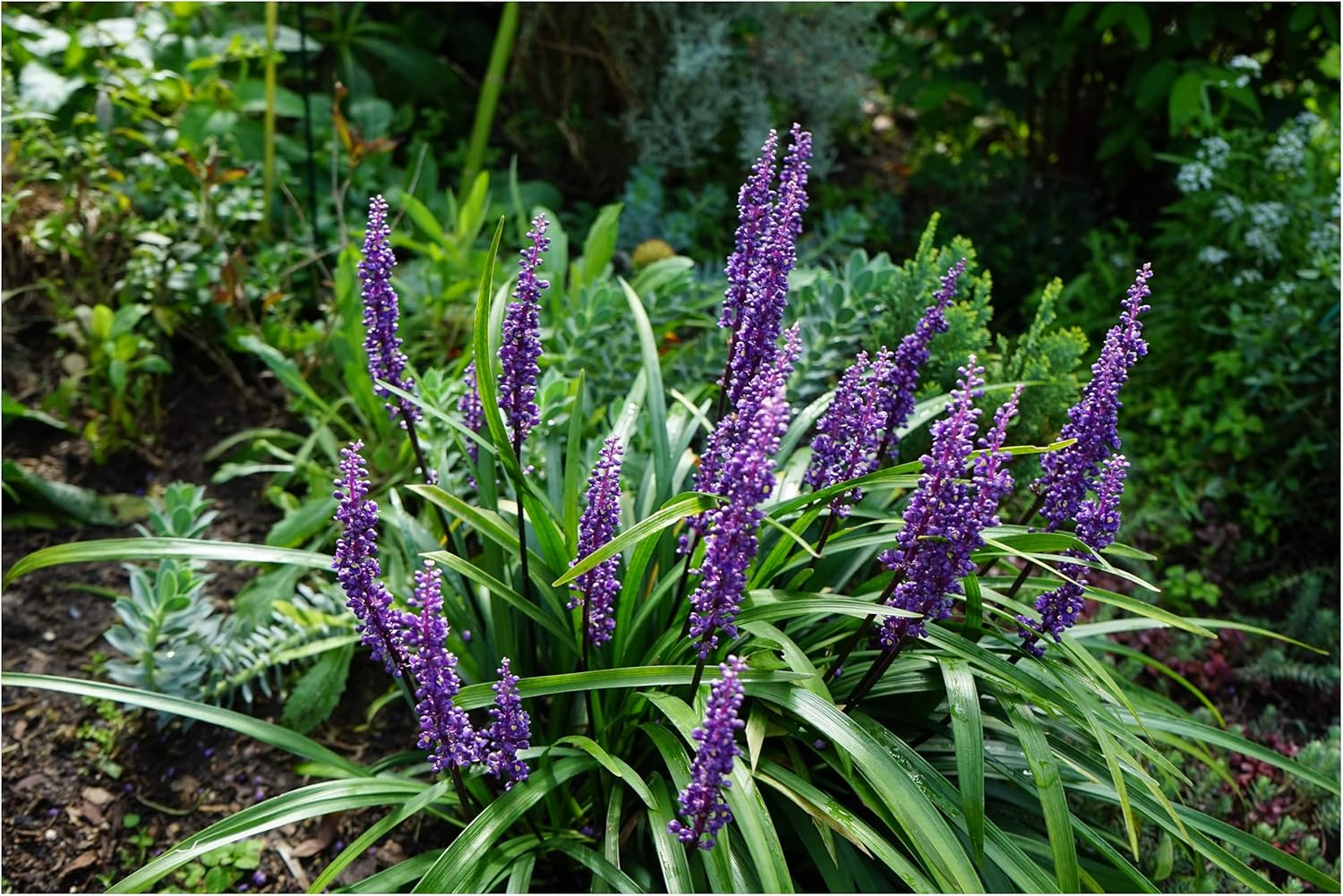 4 x Liriope muscari Kollektion / Lilientraube