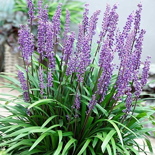4 x Liriope muscari Kollektion / Lilientraube