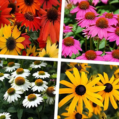 Vier Sommerstauden Kollektion mit Echinacea und Rudbeckia von Stauden Gänge, blühende Stauden im Garten, farbenfrohes Pflanzenarrangement