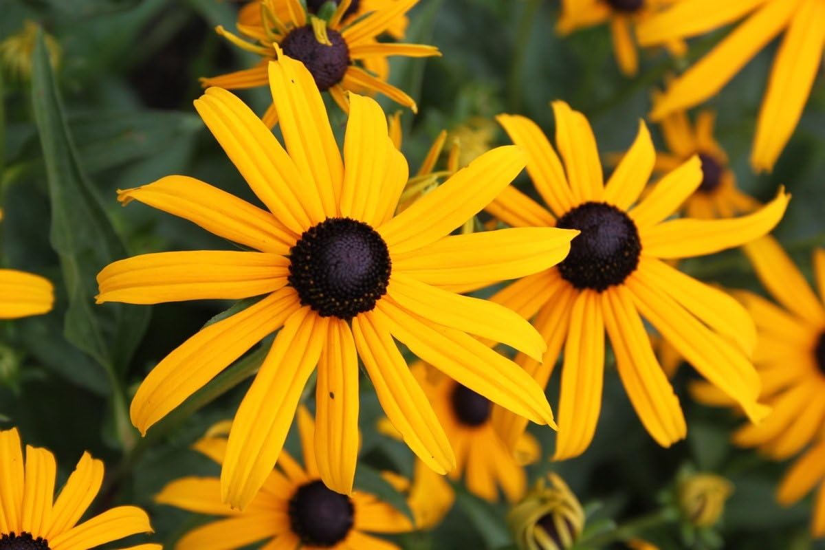 4 x Sommerstauden Kollektion / Echinacea & Rudbeckia - Stauden Gaenge