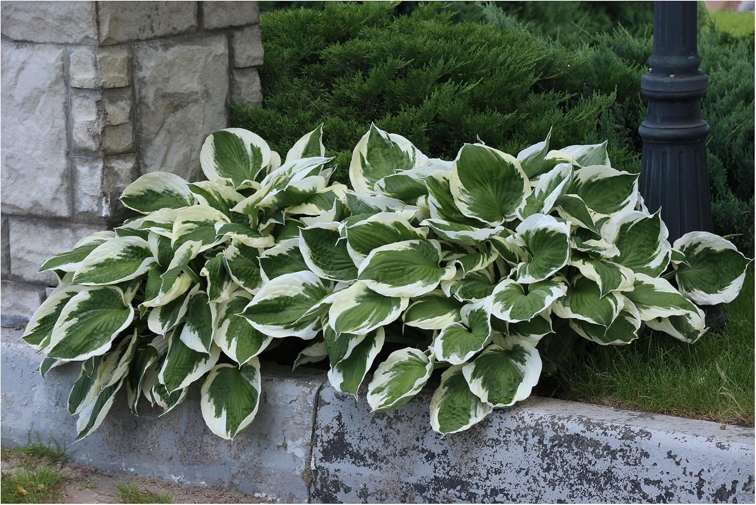 6 x Hosta Kollektion / Funkien im Mix