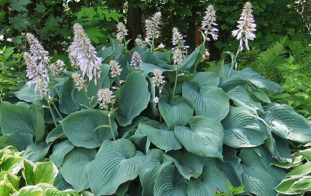 6 x Hosta Kollektion / Funkien im Mix