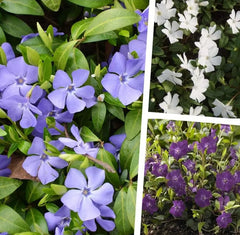 Zehn Vinca minor Farbmix Stauden, kleine immergrüne Bodendecker, gepflanzt in einem Gartenbeet, von Stauden Gänge.