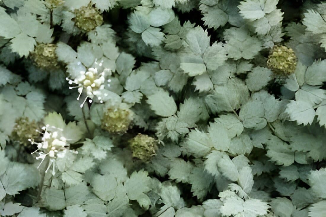 Acaena buchananni / Blaugrünes Stachelnüsschen - Stauden Gaenge