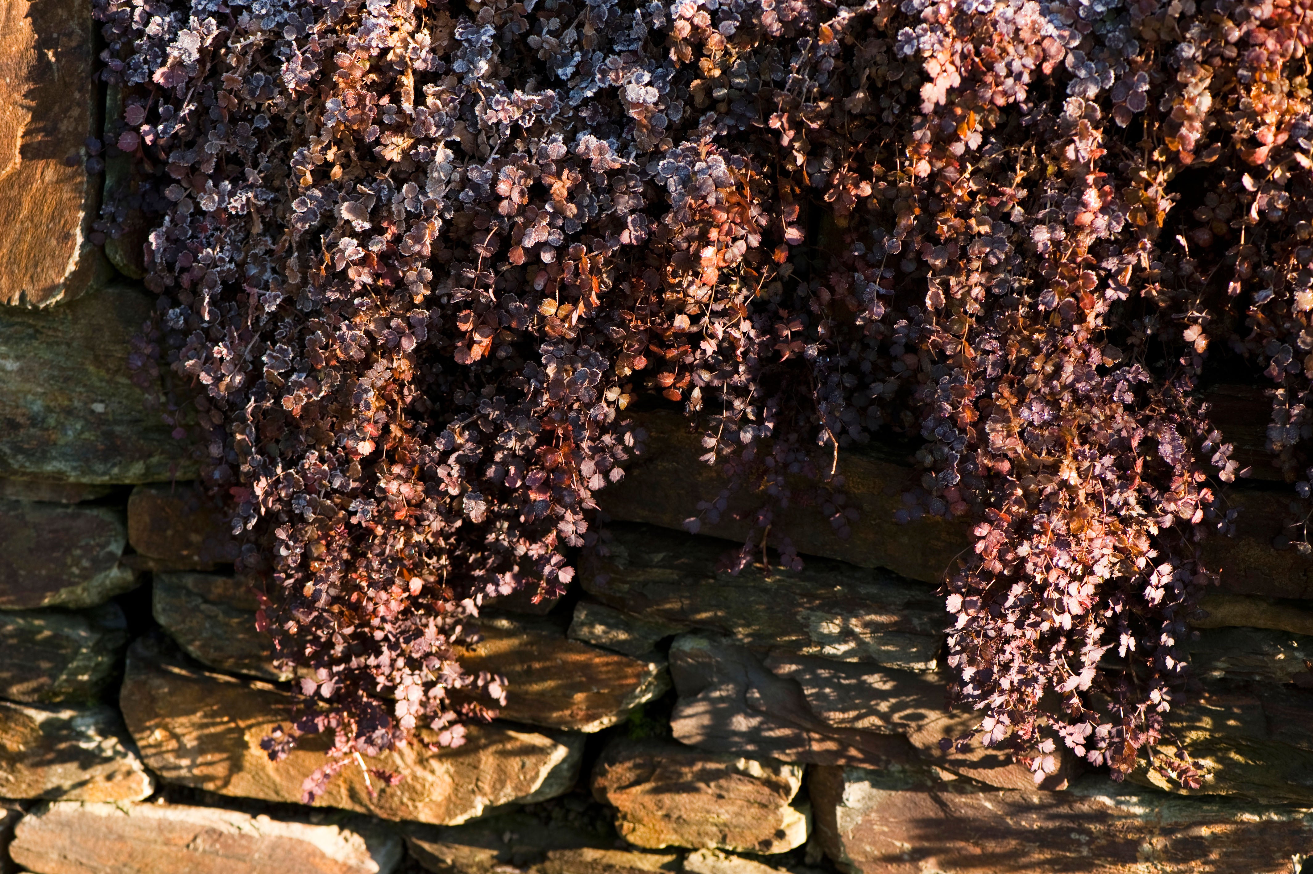 Acaena inermis 'Purpurea' / Purpur Stachelnüsschen - Stauden Gaenge