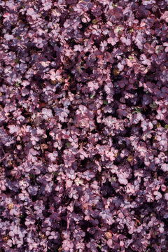 Bunte Staude Acaena inermis 'Purpurea' mit purpurfarbenen Blättern, Stauden Gänge, natürliche Gartendekoration