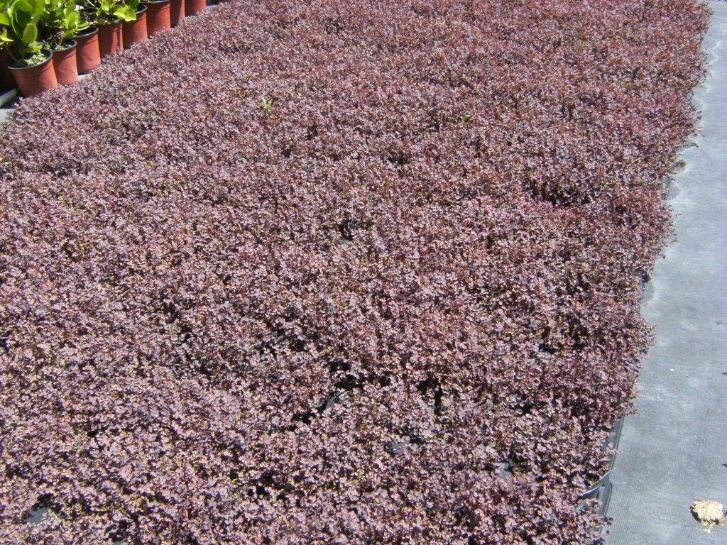 Acaena inermis 'Purpurea' / Purpur Stachelnüsschen - Stauden Gaenge