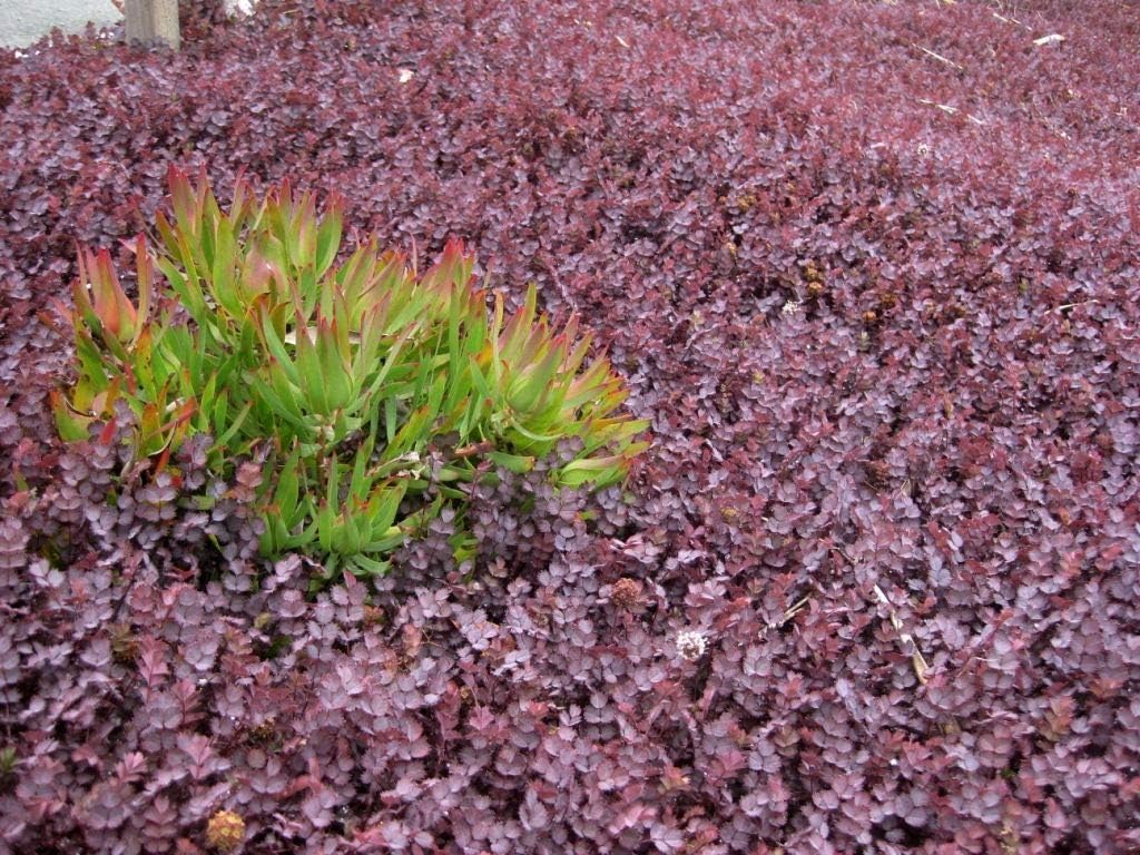 Acaena inermis 'Purpurea' / Purpur Stachelnüsschen - Stauden Gaenge
