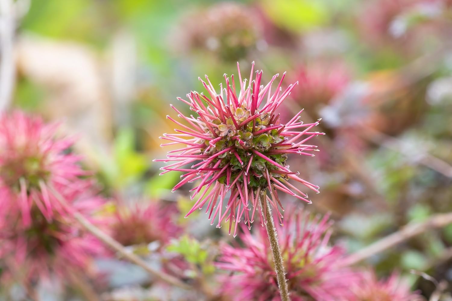 Acaena microphylla ’Kupferteppich’ / Braunrotes Stachelnüsschen - Stauden Gaenge