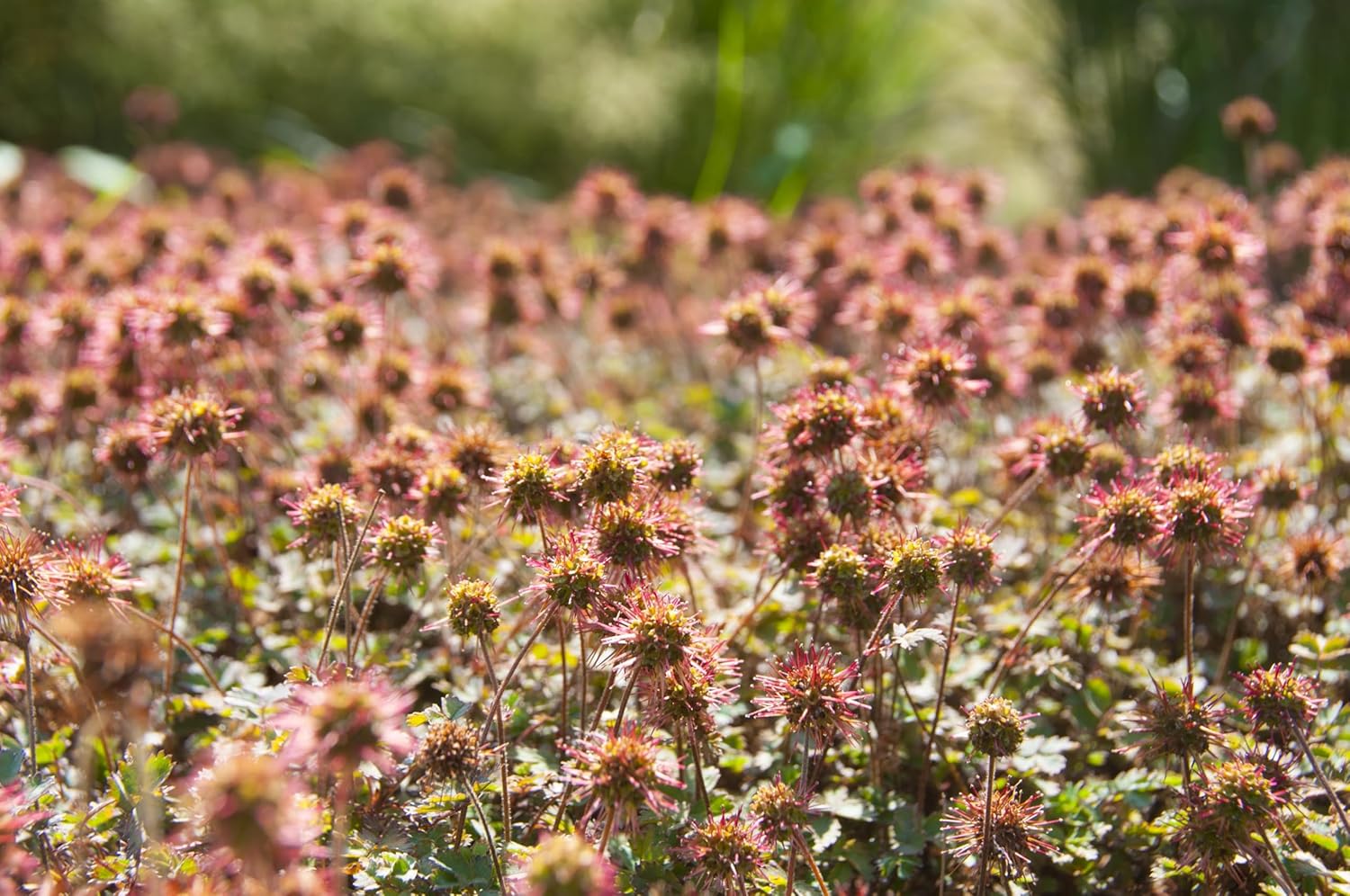 Acaena microphylla ’Kupferteppich’ / Braunrotes Stachelnüsschen - Stauden Gaenge