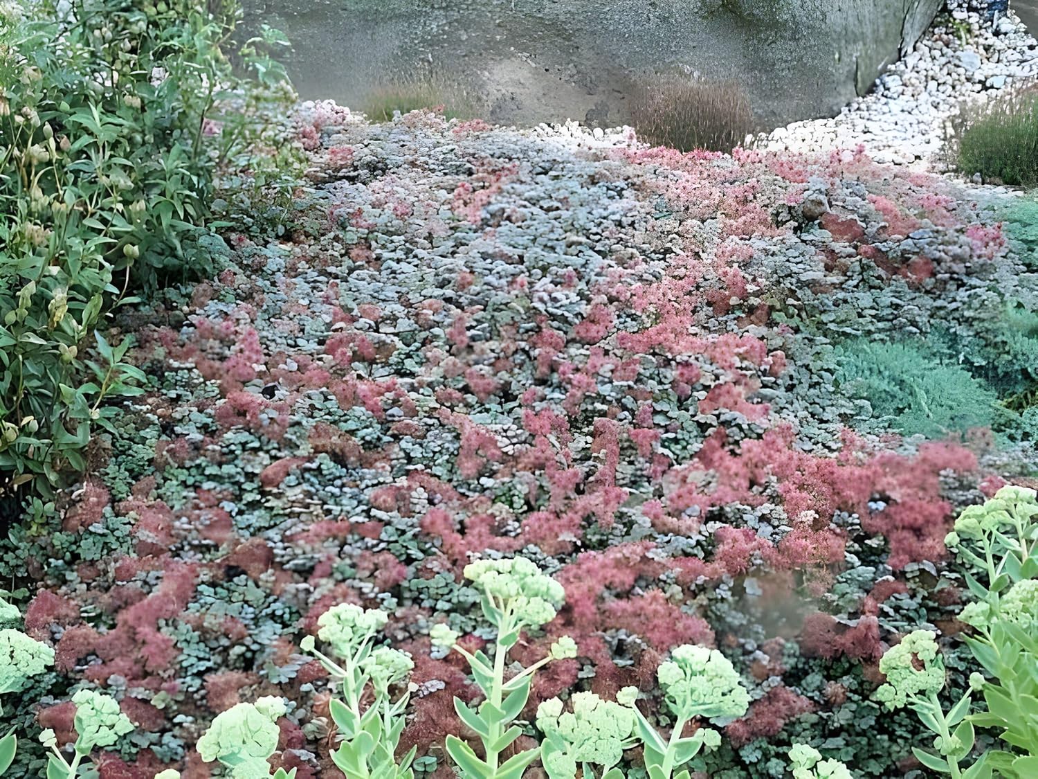 Acaena microphylla ’Kupferteppich’ / Braunrotes Stachelnüsschen - Stauden Gaenge