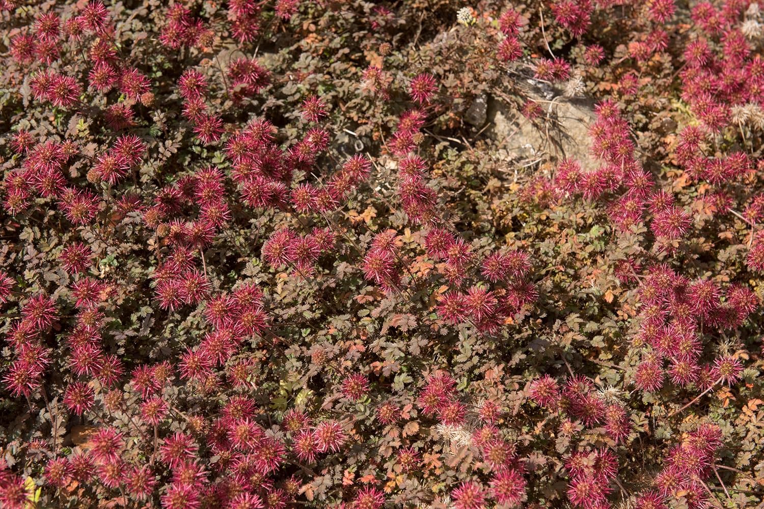 Acaena microphylla ’Kupferteppich’ / Braunrotes Stachelnüsschen - Stauden Gaenge