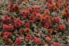 Braunrotes Acaena microphylla ’Kupferteppich’ Staude mit kleinen, stacheligen Blättern, im Garten fotografiert