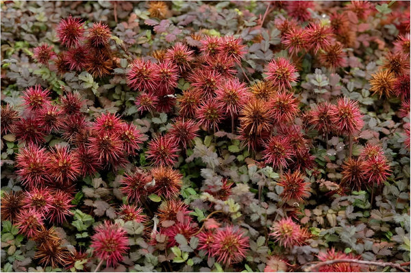 Acaena microphylla 'Kupferteppich' / Braunrotes Stachelnüsschen