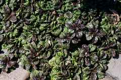 Ajuga pyramidalis 'Metallica Crispa' Günsel, Staude mit dunkelgrünen, gezackten Blättern, von Stauden Gänge.