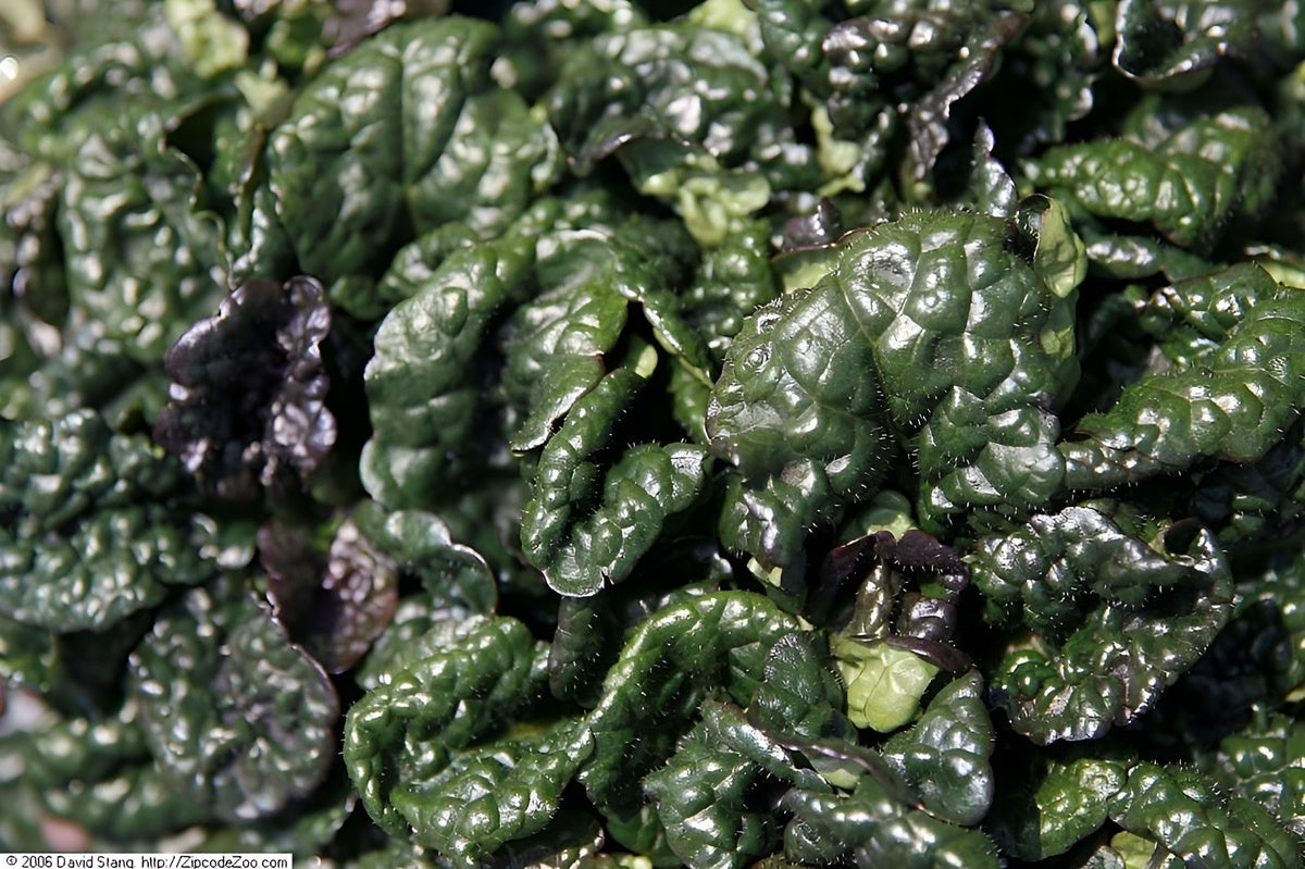 Ajuga pyramidalis 'Metallica Crispa'/ Günsel - Stauden Gaenge