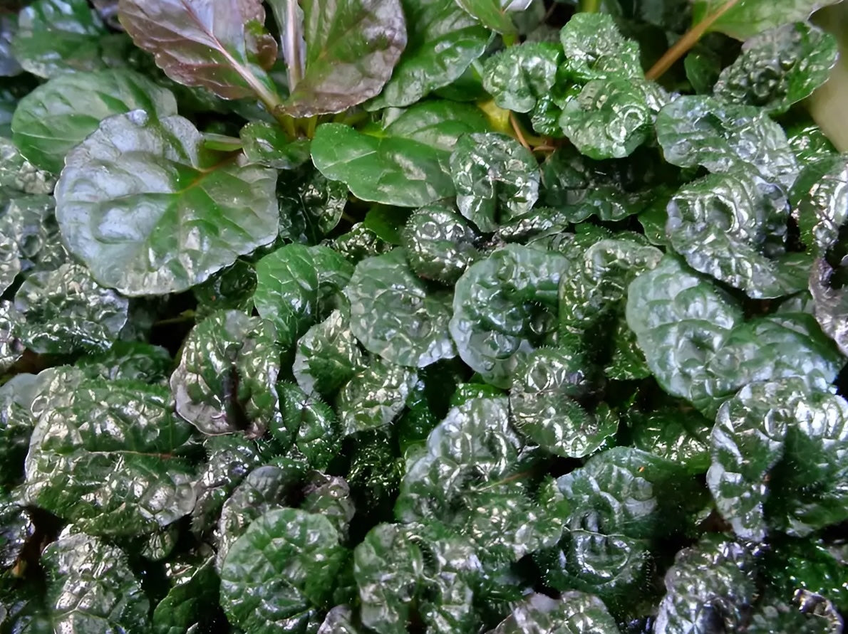 Ajuga pyramidalis 'Metallica Crispa'/ Günsel - Stauden Gaenge