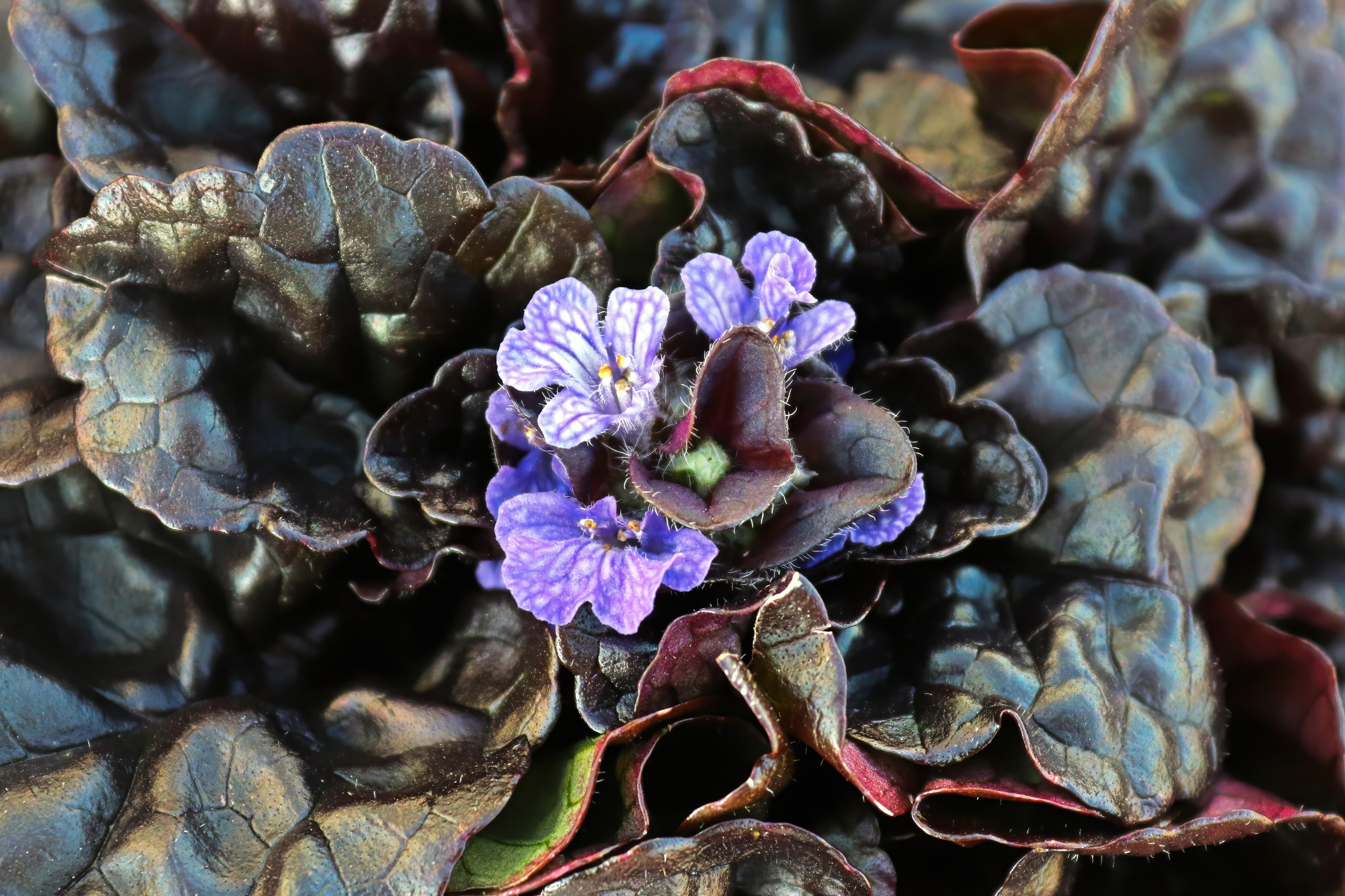 Ajuga reptans 'Black Scallop' / Günsel - Stauden Gaenge