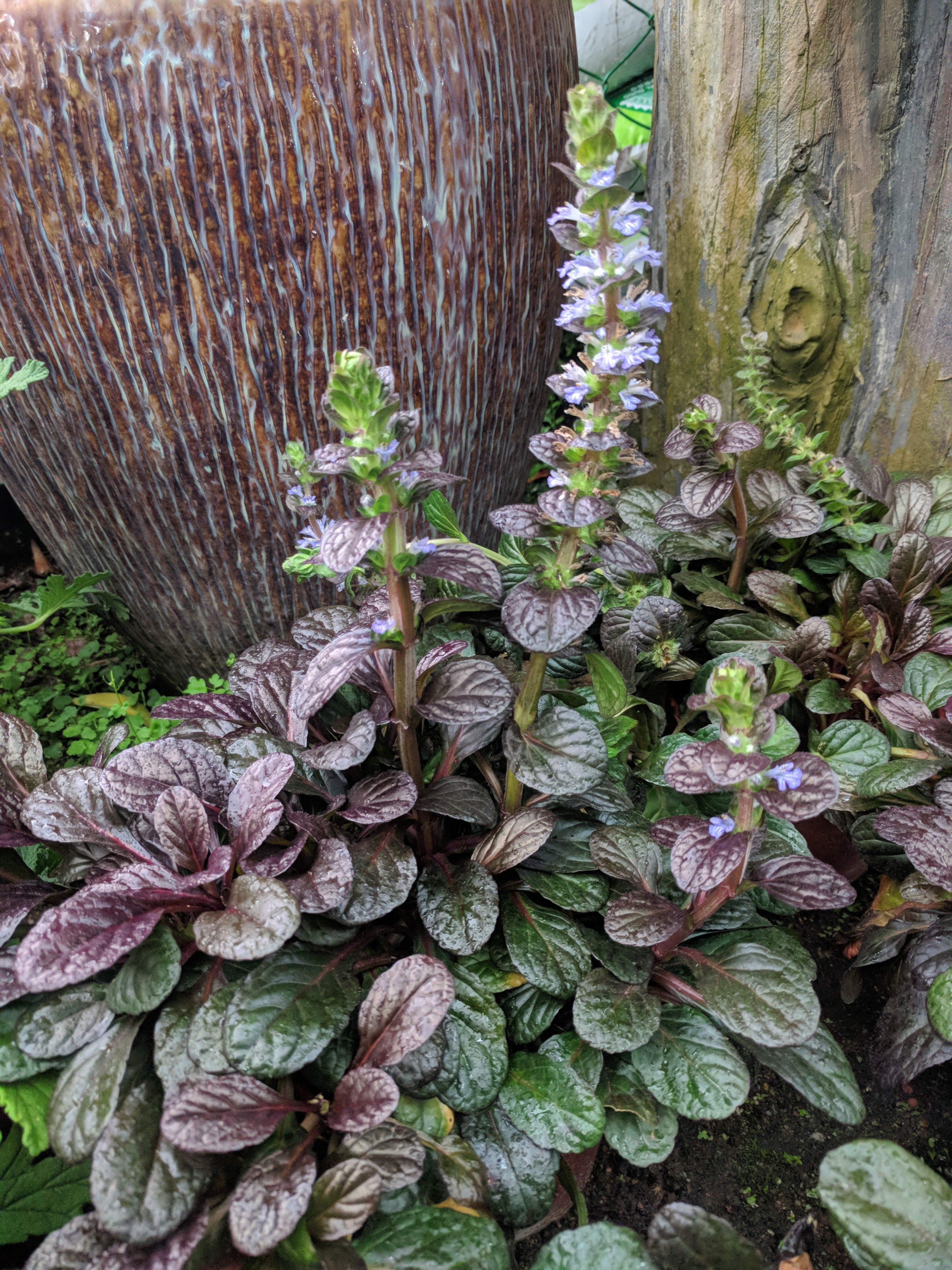 Ajuga reptans 'Black Scallop' / Günsel - Stauden Gaenge